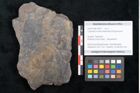 Foto (Objekt + Etikett) von Cupanites novae zeelandiae Ettingshausen (NHMW-GEO-2024-0188-10257)